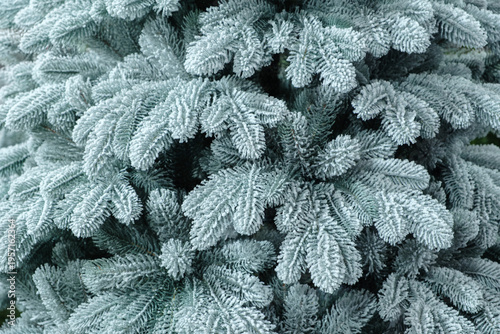Foto close-up of bright green spruce branches with frosted needles