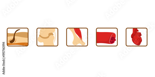 Vector set of medical anatomical icons in a colorful flat style, Square symbols illustrating human skin layers with hair, joint ligaments, muscle tendons, blood vessel anatomy, and the human heart