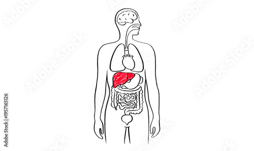 Liver disease concept