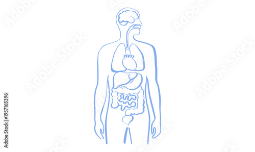 Internal Organs Sketch