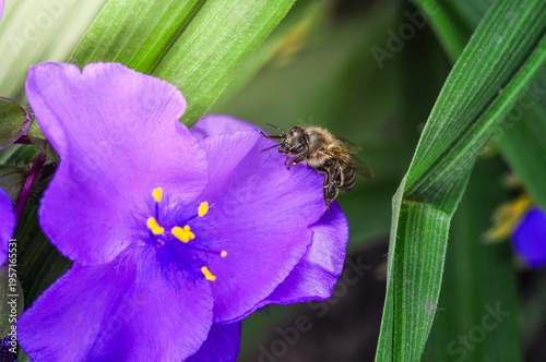 Close-up of a bee collecting nectar from a vibrant purple spiderwort flower in the garden