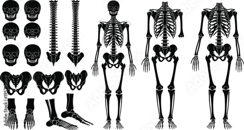 Detailed black and white anatomical illustration of human skeletons, skulls, spines, pelvises, and leg bones, showcasing bone structure for medical, educational, and artistic reference