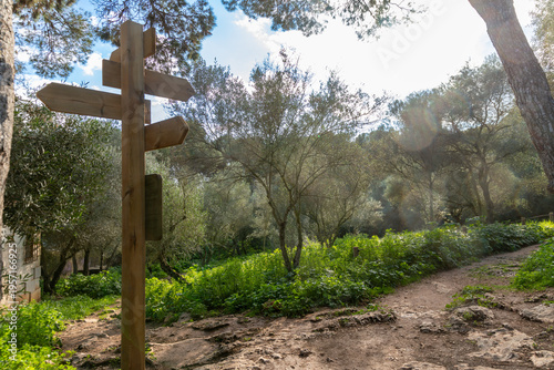 Wooden direction signpost beside a forest path in sunlight