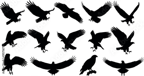 Collection of flying eagle silhouettes isolated on white background, dynamic bird of prey wingspan poses, wildlife vector set for logo design, branding, tattoo inspiration