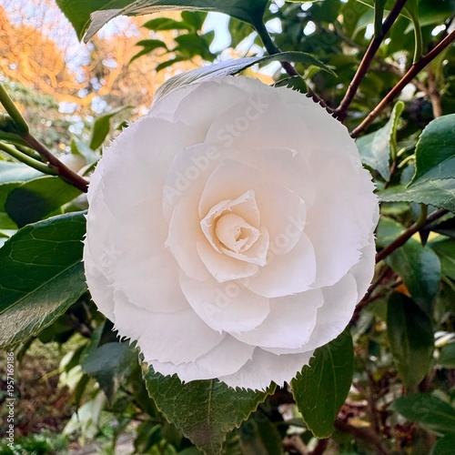 white camelia in the garden: spring vibes