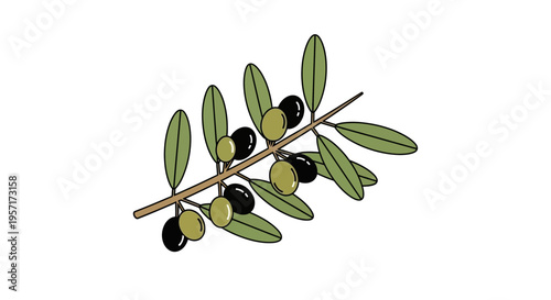 Olive branch with green and black olives and elongated leaves.
