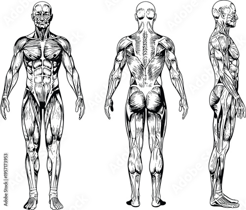 Detailed black and white line art vector illustration of human male muscular system showing front back and side views isolated on white.