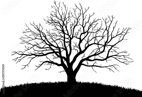 Photos Silhouette of a bare deciduous tree with intricate branches a white background
