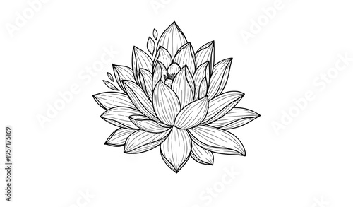 Minimal lotus outline vector simple water lily flower line drawing for coloring book wellness design isolated on white background