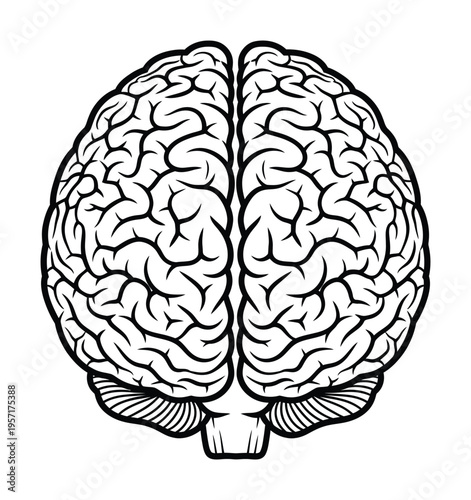 Vector of a human brain viewed from the top, showing symmetrical hemispheres