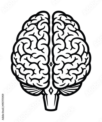 Vector of a human brain showing both hemispheres in symmetric view