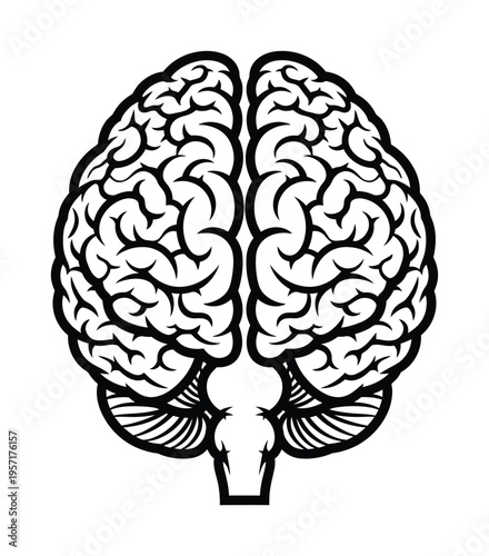 Vector of a human brain highlighting neurological structures