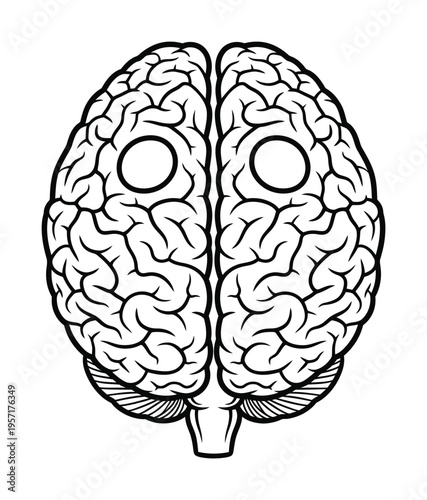 Vector of a human brain depicting the cerebral hemispheres and brainstem