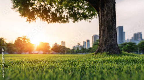 Lush green grass under a large tree trunk at sunset, urban park tranquil nature scene with city skyline