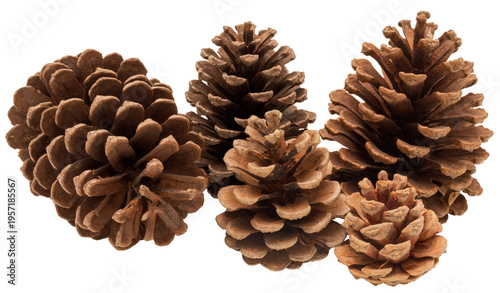 Five different pine cones are shown, isolated against a white background. The cones vary in size and shape, highlighting their natural details and textures