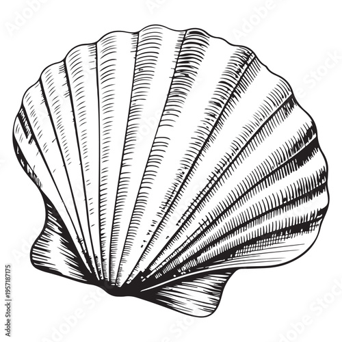 A detailed vintage illustration of a scallop seashell showcasing intricate line work silhouette