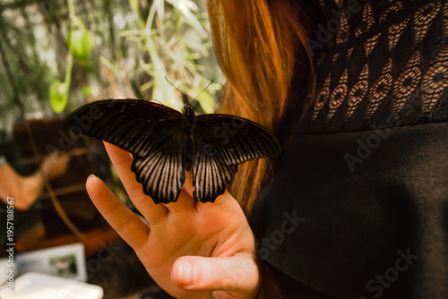 Canvastavla Black butterfly mormon papilio memnon resting on woman hand
