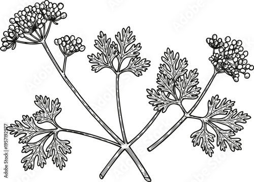 Illustration of dill herb with delicate umbrella shaped flower heads and feathery leaves in black and white