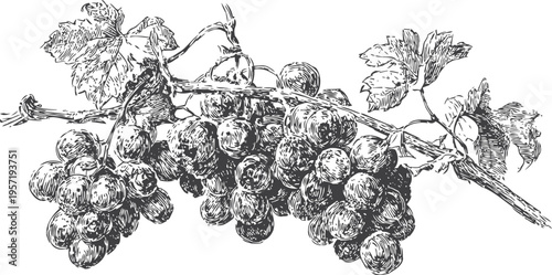 Vintage black and white drawing of grapevine branch with ripe grape clusters and leaves