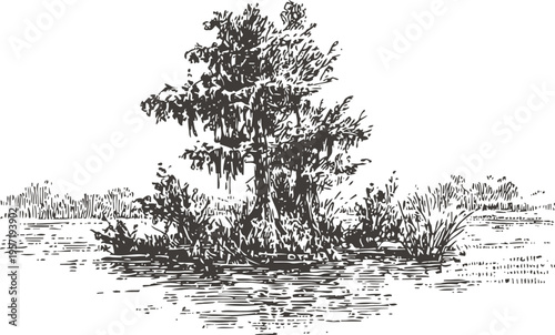Vintage illustration of swamp with cypress trees and water plants in wetland environment
