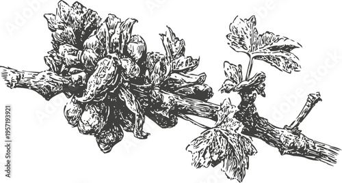 Detailed black and white illustration of grapevine branch with grape clusters and leaves