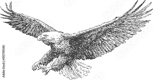Detailed eagle illustration with outstretched wings in mid flight, black and white wildlife drawing