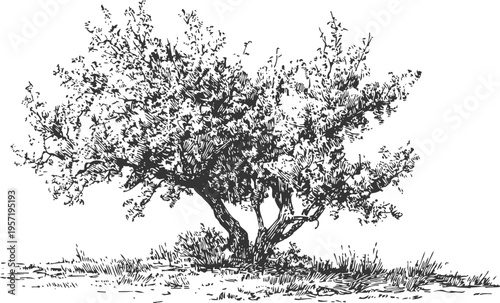 black and white detailed sketch of a bushy tree with dense foliage and textured bark