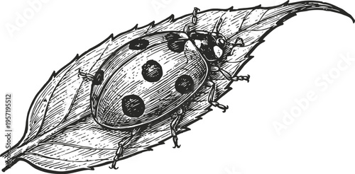 Ladybug crawling on a leaf detailed black and white insect drawing with fine line art and shading