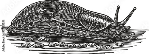 Vintage illustration of a garden slug crawling on a surface with small round objects