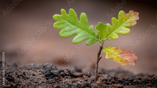 Resilient Oak Sapling Emerges from Earth, Symbolizing Growth, New Beginnings, and the Promise of a Flourishing Future