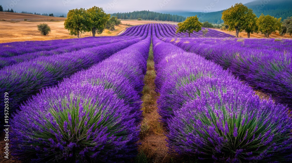 Obraz premium Vibrant Lavender Field in Full Bloom Under a Sunny Sky, Aromatic Flowers, Scenic Landscape