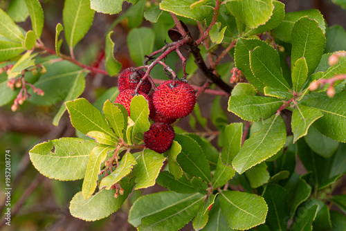 Strawberry tree with red berries in autumn