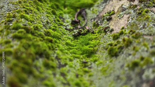 Sporophytes of Polytrichum moss Polytrichum commune close up. Shallow depth of field, suitable for backgrounds.