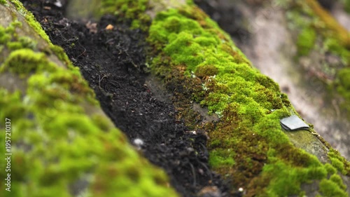 Sporophytes of Polytrichum moss Polytrichum commune close up. Shallow depth of field, suitable for backgrounds.