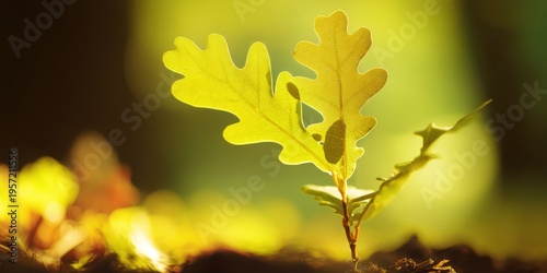 Young Oak Sapling with Vibrant Green Leaves Emerging in Spring Sunlight, Representing Growth and Renewal