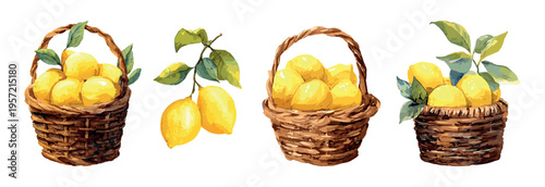 Baskets with lemons. Watercolor fresh lemon in wicker basket, italian sicily mediterranean food summer yellow fruit harvest garden plant hand drawing paint art vector illustration