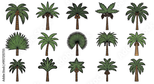 Vector illustration of set of various palm trees