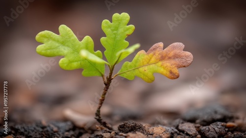 Emerging Oak Sapling: A Symbol of Growth, Resilience, and New Beginnings in Nature