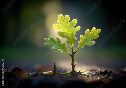 Young Oak Sapling Emerging: Symbol of Growth, Resilience and New Beginnings in Nature's Embrace