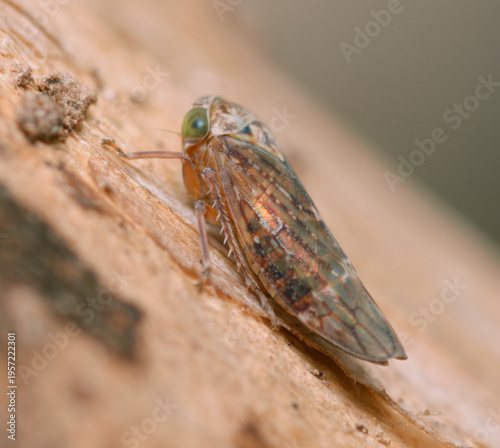 Acericerus vittifrons leafhopper resting on tree bark in natural habitat