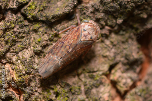 Acericerus vittifrons leafhopper resting on tree bark in natural habitat