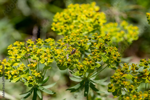 The green plant (Euphorbia cyparissias) grows and blooms close-up