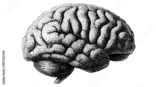 Illustration of human brain side profile isolated on white background