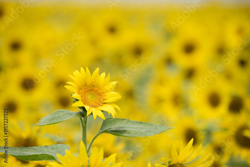 ヒマワリ畑の1本のヒマワリの花
