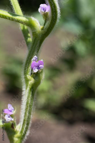 畑の紫の黒大豆の花

