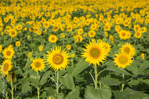 正面を向いた沢山のヒマワリの花

