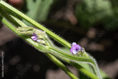 畑の紫の黒大豆の花
