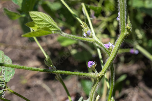 畑の紫の黒大豆の花
