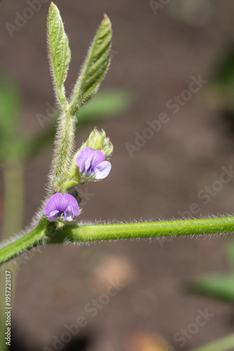 畑の紫の黒大豆の花
