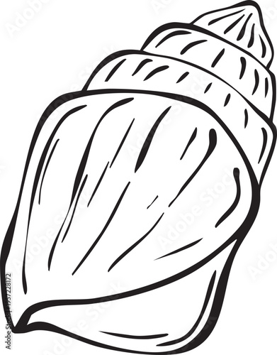 Sea shell Mediterranean line art illustration